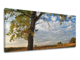 Zidna slika PANORAMA DRVEĆE