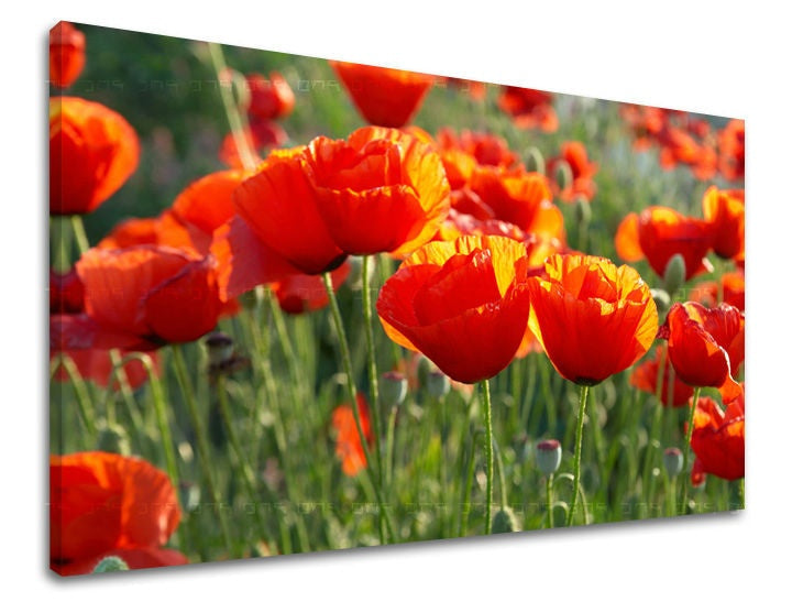 Zidna slika CVIJEĆE MAKY