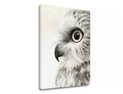 Slika na platnu Pogled sove