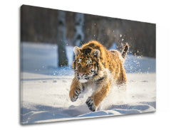 Zidna slika ŽIVOTINJE_048-11