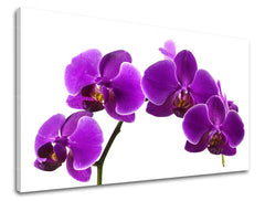 Zidna slika CVIJEĆE KV028E11