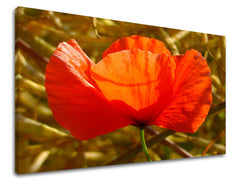 Zidna slika CVIJEĆE MAKY KV096E11