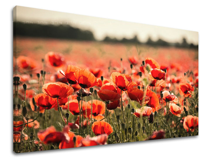 Zidna slika CVIJEĆE MAKY KV097E11