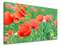 Zidna slika CVIJEĆE MAKY KV099E11