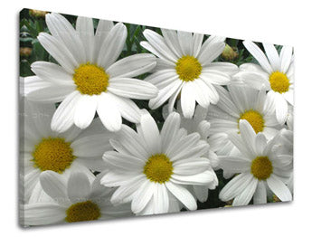 Zidna slika CVIJEĆE XOBKV106E11