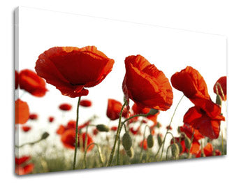 Zidna slika CVIJEĆE MAKY XOBKV118E11