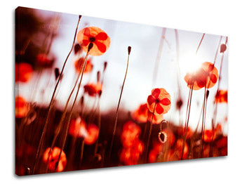 Zidna slika CVIJEĆE MAKY XOBKV121E11