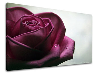 Zidna slika CVJETOVI RUŽA XOBKV130E11