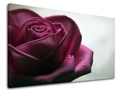 Zidna slika CVJETOVI RUŽA XOBKV130E11