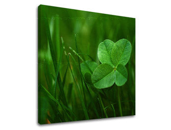 Zidna slika RASTLINY RA008E12