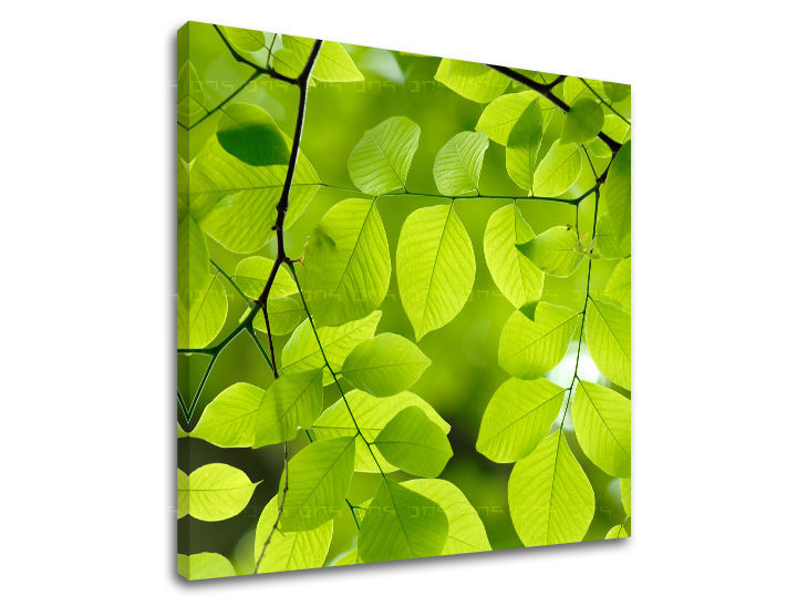 Zidna slika RASTLINAS RA016E12