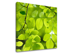 Zidna slika RASTLINAS RA016E12