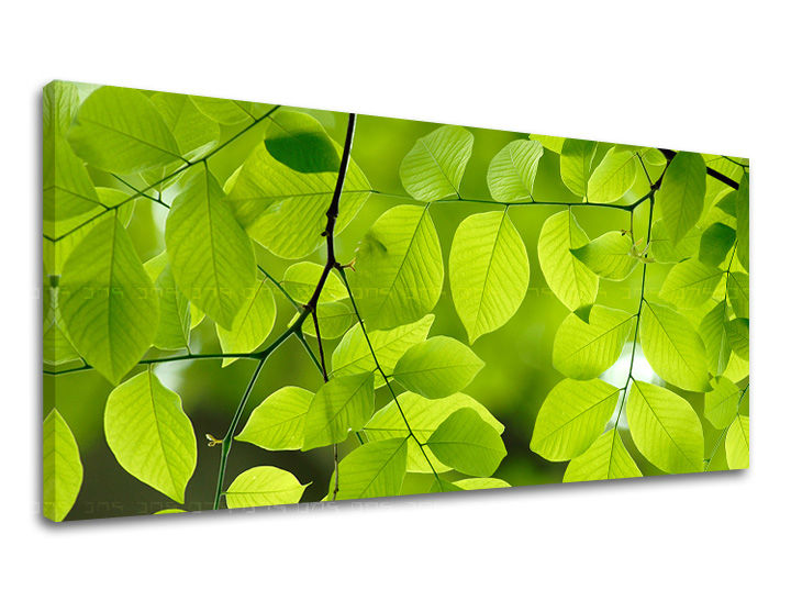 Zidna slika PANORAMA BILJKE RA016E13