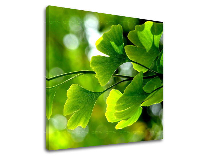 Zidna slika RASTLINY RA020E12