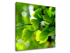 Zidna slika RASTLINY RA020E12