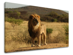 Zidna slika ŽIVOTINJE ZV008E11