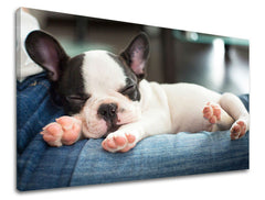 Zidna slika ŽIVOTINJE ZV011E11