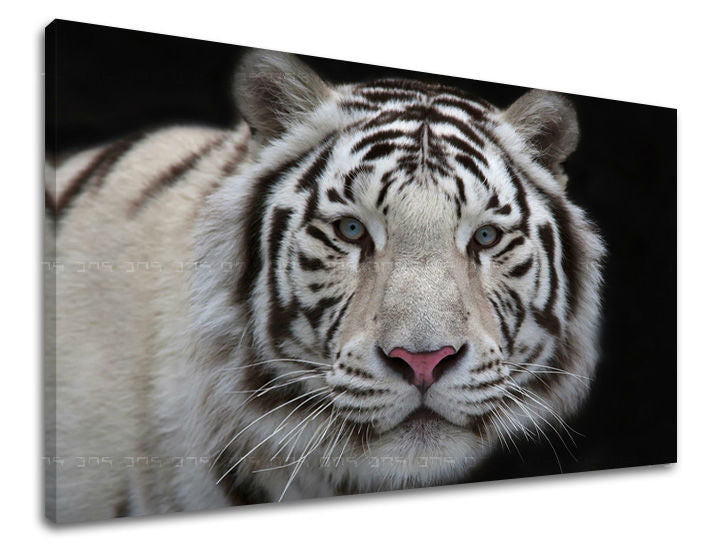 Zidna slika ŽIVOTINJE ZV012E11