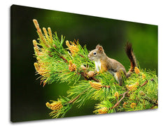 Zidna slika ŽIVOTINJE ZV013E11