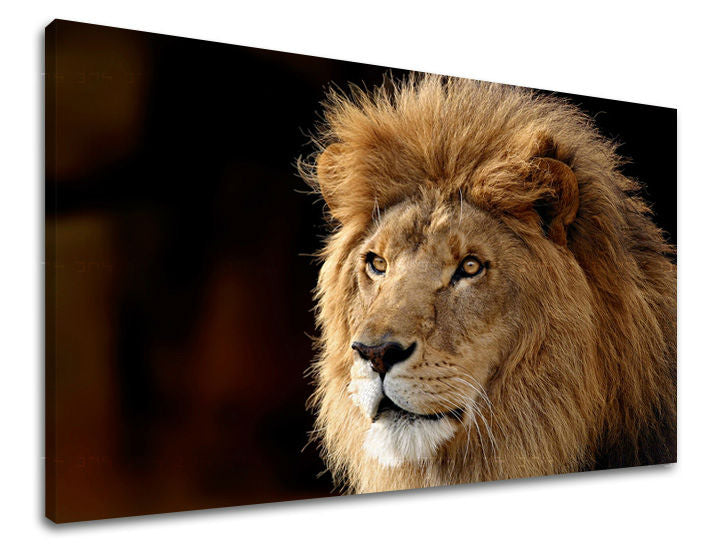 Zidna slika ŽIVOTINJE ZV028E11