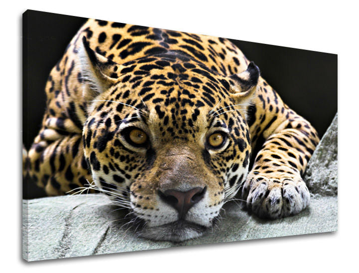 Zidna slika ŽIVOTINJE ZV031E11