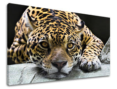 Zidna slika ŽIVOTINJE ZV031E11