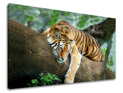 Zidna slika ŽIVOTINJE ZV034E11