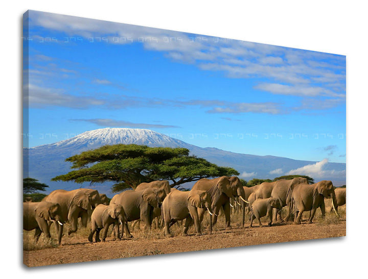 Zidna slika ŽIVOTINJE ZV036E11