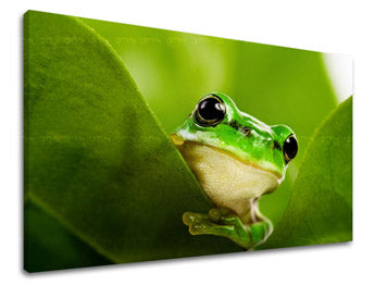 Zidna slika ŽIVOTINJE ZV038E11