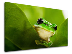 Zidna slika ŽIVOTINJE ZV038E11