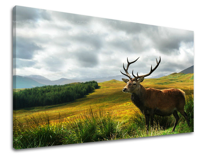 Zidna slika ŽIVOTINJE ZV040E11