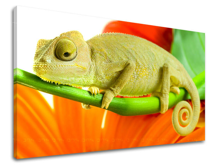 Zidna slika ŽIVOTINJE ZV042E11