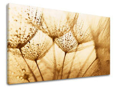 Slika na platnu s motivom maslačak s kapljicama vode, sepia – detaljan pregled kompozicije, Papilora.