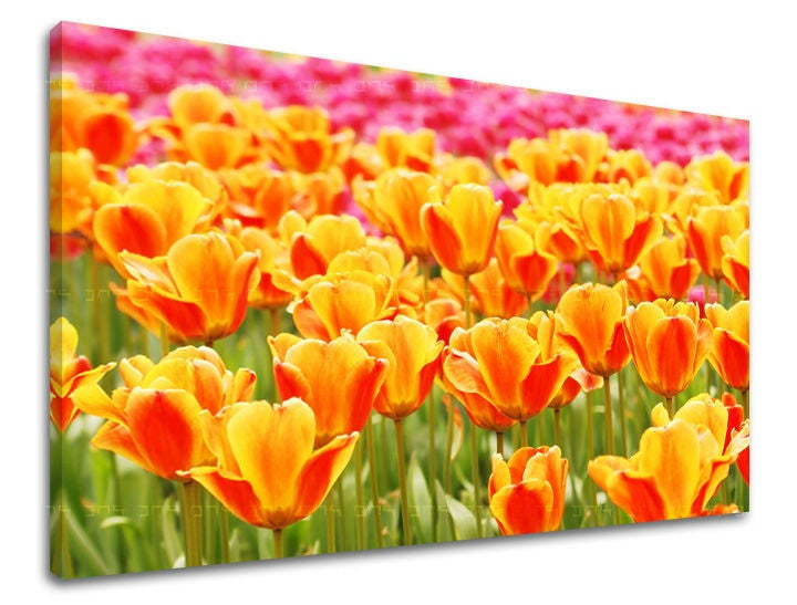 Zidna slika CVIJEĆE TULIPANI