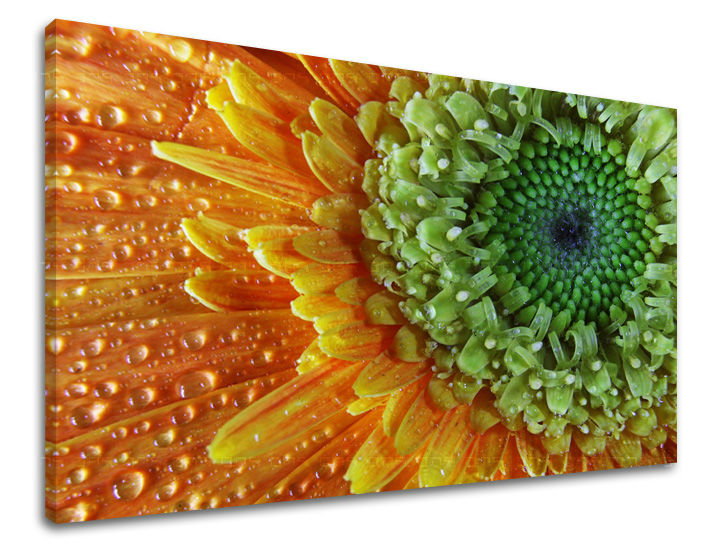 Slika na platnu s motivom cvijet gerbera s kapljicama vode – 3D prikaz platna s vidljivim drvenim okvirom, Papilora.