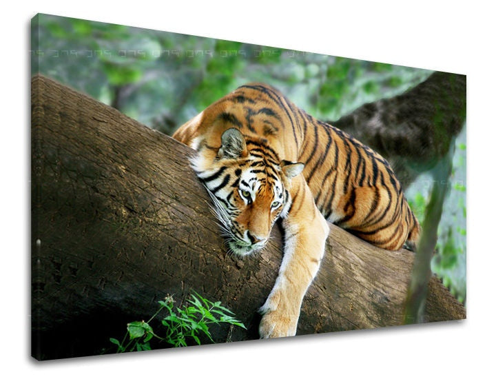 Slika na platnu s motivom tigar odmara na drvetu – 3D prikaz platna s vidljivim drvenim okvirom, Papilora.