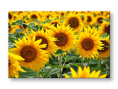 Slika na platnu s motivom polje suncokreta obješena u modernom stilskom interijeru iznad drvene konzole s vazom i svijećom, Papilora.